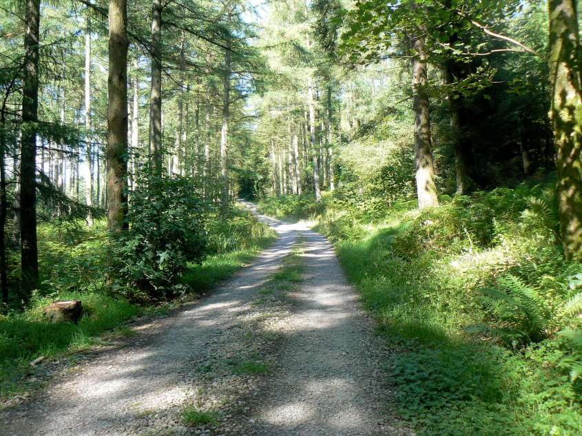 Blengdale Forest Blengdale Forest